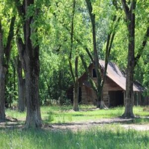 Grow Backyard Pecan Trees for Food and Nostalgia Image